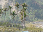 Palms close-up